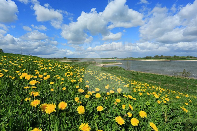 De Waal bij Pannerden stock-image by Agami/Jacques van der Neut,