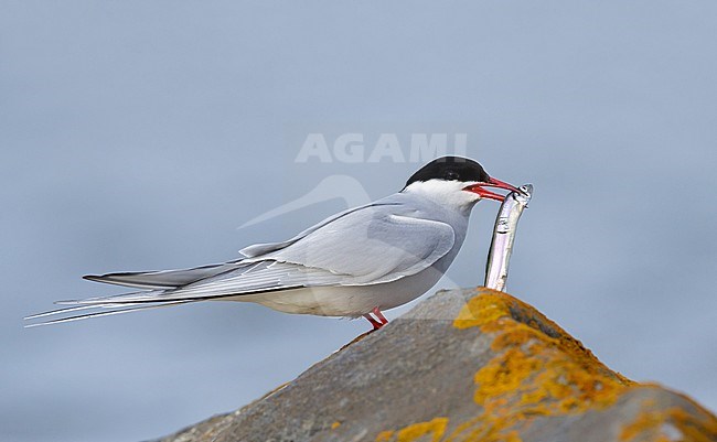 Adult breeding Arctic Tern (Sterna paradisaea) perched on a moss covered rock with small fish in its beak in Churchill, Manitoba, Canada. stock-image by Agami/Brian E Small,
