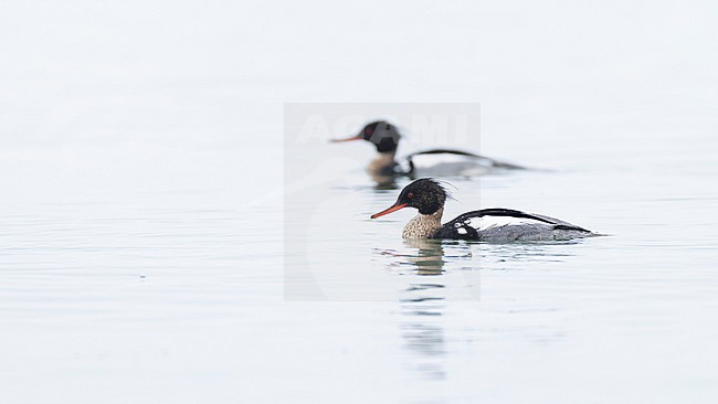 Two swimming adult male red-breasted merganser (mergus serrator) stock-image by Agami/Mathias Putze,