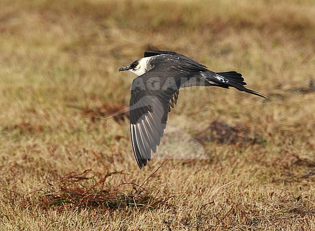 Arctic Skua (Stercorarius parasiticus) adult moulting to winter plumage stock-image by Agami/Laurens Steijn,