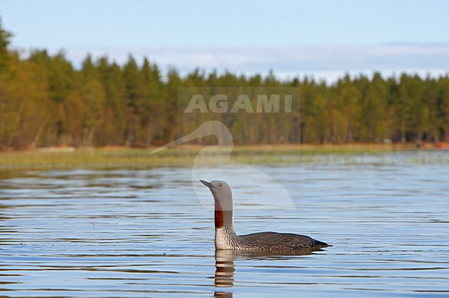 Roodkeelduiker, Red-throated Loon, Gavia stellata stock-image by Agami/Jari Peltomäki,