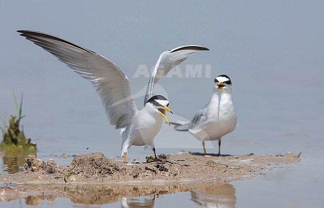 Little Tern - Zwergseeschwalbe - Sternula albifrons ssp. albifrons, Turkey, adult stock-image by Agami/Ralph Martin,