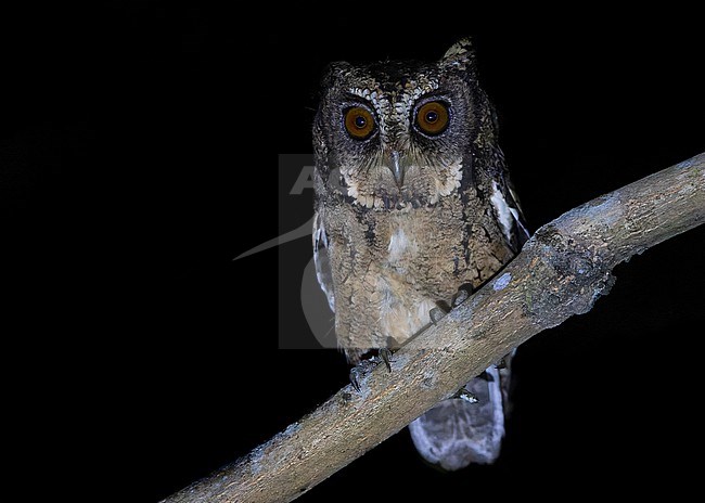 Sunda Scops Owl (Otus lempiji ssp lempiji) at night posing on a branch. stock-image by Agami/Lennart Verheuvel,