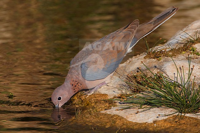 Drinkende Lachduif; Drinking Laughing Dove stock-image by Agami/Daniele Occhiato,