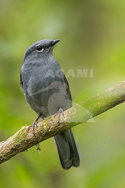 Slate-colored Solitaire (Myadestes unicolor) Perched on a branch in El Salvador stock-image by Agami/Dubi Shapiro,