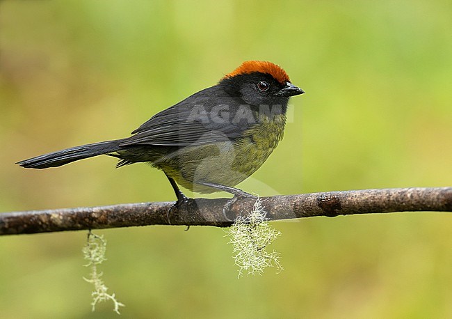 Black-faced Brushfinch (Atlapetes melanolaemus) perched on a branch in Cusco, Peru, South-America. stock-image by Agami/Steve Sánchez,