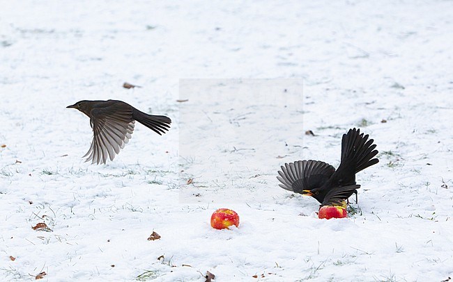 Pair of Common Blackbird (Turdus merula merula) fighting over apples in snow at Holte, Denmark stock-image by Agami/Helge Sorensen,