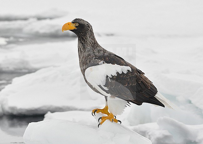 The Steller's Sea Eagle (Haliaeetus pelagicus) is one of the most impressive birds on our planet. It breeds in eastern Russia and winters in Russia, Korea and Japan. This photo is taken at Hokkaido, Japan, where large flocks of birds feed off the floating ice. stock-image by Agami/Eduard Sangster,