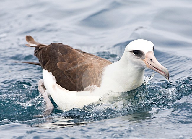 Laysanalbatros; Laysan Albatross stock-image by Agami/Marc Guyt,