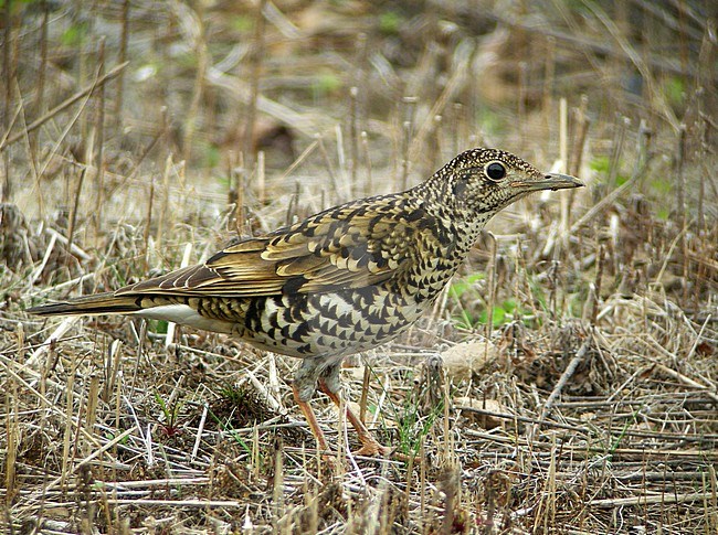 Adult White's Thrush (Zoothera aurea) during spring on Heuksan Do in South Korea. Standing on the ground giving view from the side. stock-image by Agami/Aurélien Audevard,