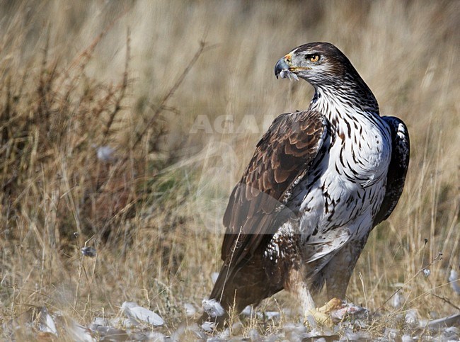 Havikarend, Bonelli's Eagle (Hieraetus fasciatus) Spain March 2009 stock-image by Agami/Markus Varesvuo,