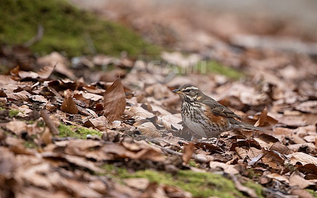 Redwing (Turdus iliacus iliacus) searching for food among old leaves, Rudersdal, Denmark stock-image by Agami/Helge Sorensen,