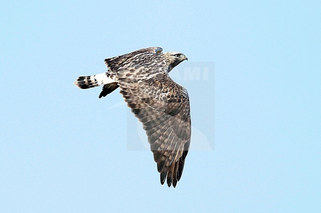 Rough-legged Buzzard (Buteo lagopus) adult male in flight stock-image by Agami/Dick Forsman,