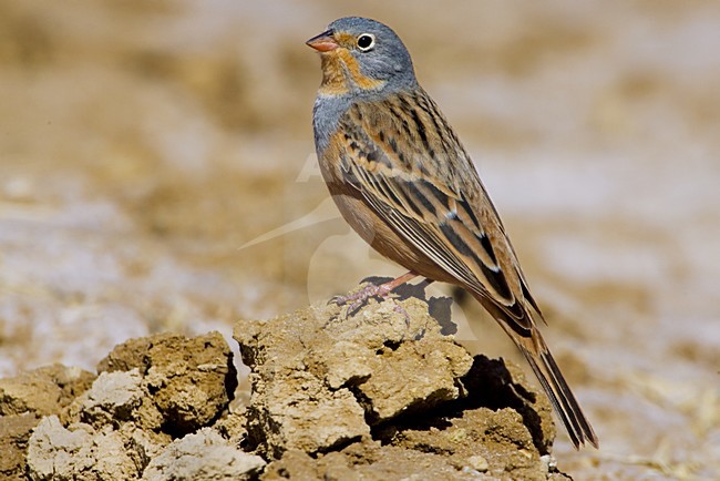 Mannetje Bruinkeelortolaan, Male Cretzschmar's Bunting stock-image by Agami/Daniele Occhiato,