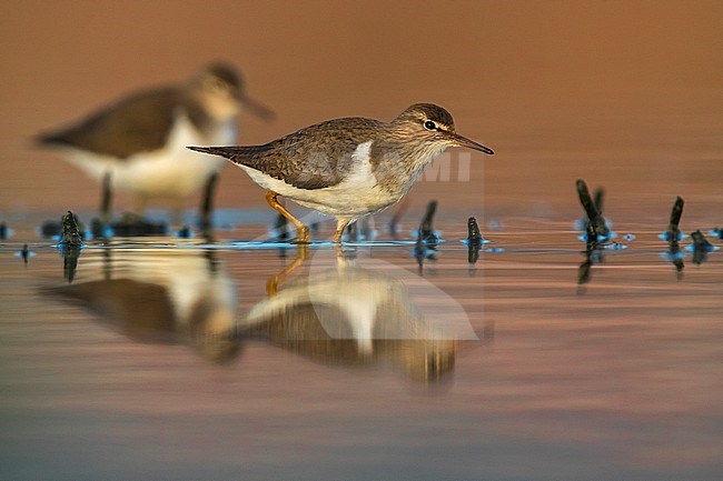 Common Sandpiper; Actitis hypoleucos stock-image by Agami/Daniele Occhiato,