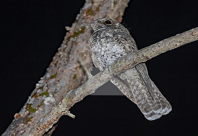Least Poorwill (Siphonorhis brewsteri) in the Dominican Republic. Also known as least pauraque. stock-image by Agami/Pete Morris,