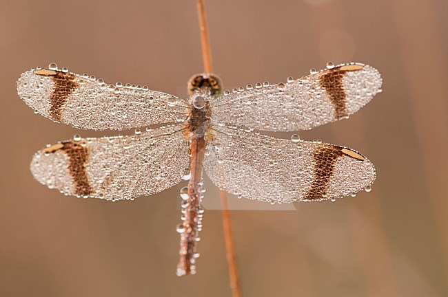 Bandheidelibel nat van de dauw; Banded darter wet from the dew stock-image by Agami/Han Bouwmeester,