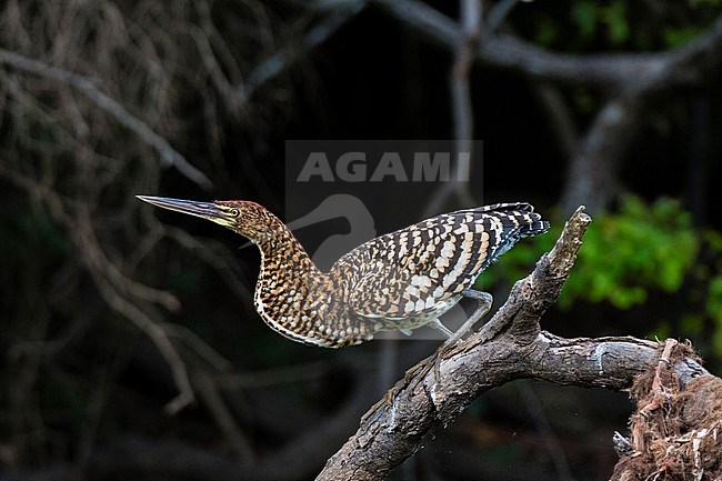 A Refuscent tiger-heron, Tigrisoma lineatum, perching on the branch of a tree. Mato Grosso Do Sul State, Brazil. stock-image by Agami/Sergio Pitamitz,
