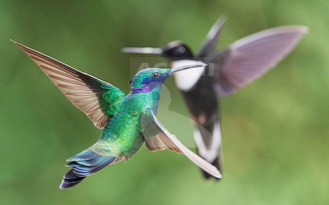 Sparkling Violetear (Colibri coruscans) stock-image by Agami/Lennart Verheuvel,