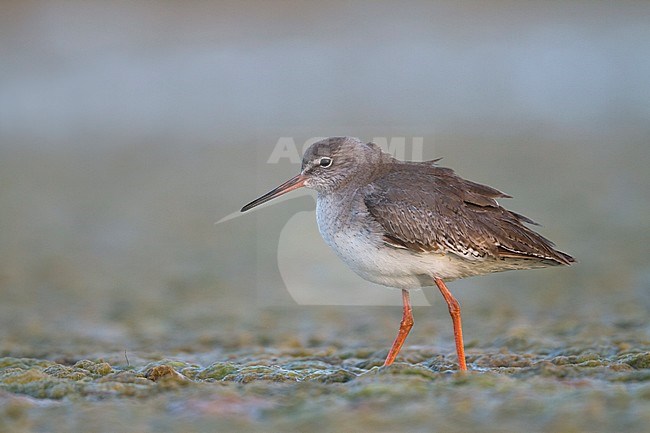 Common Redshank - Rotschenkel - Tringa totanus ssp. ussuriensis, Oman, adult stock-image by Agami/Ralph Martin,
