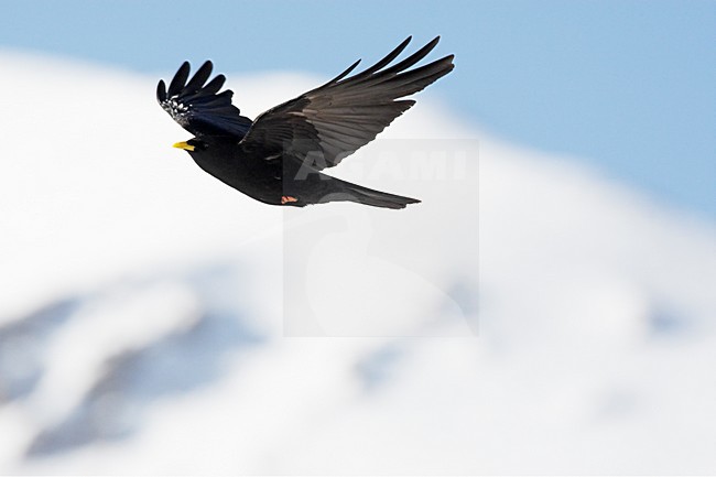 Alpenkauw in de vlucht; Alpine Chough in flight stock-image by Agami/Markus Varesvuo,
