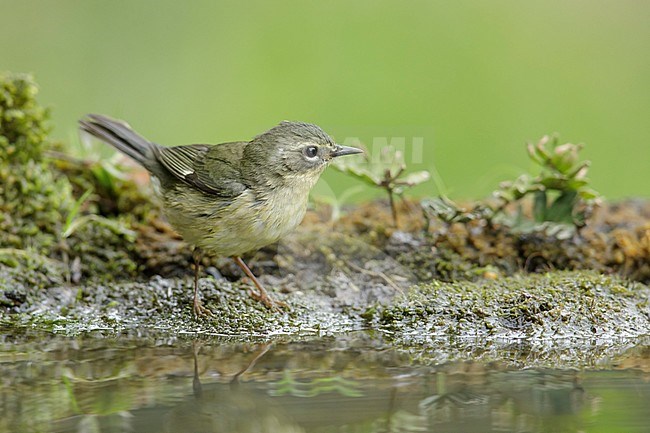 Adult female Black-throated Blue Warbler (Setophaga caerulescens) standing at a drinking pool in Galveston County, Texas, United States, during spring migration. stock-image by Agami/Brian E Small,