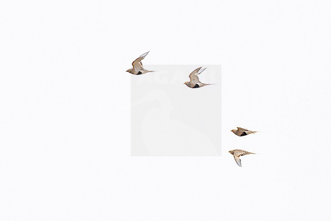 Flock of pallas's sandgrouse (syrrhaptes paradoxus) in flight, found in Dornod Aimag in Mongolia stock-image by Agami/Mathias Putze,