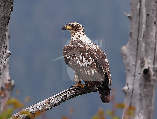 Bald Eagle 2cy  (Haliaeetus leucocephalus) taken the 23/06/2022 at Seward - Alaska - USA stock-image by Agami/Aurélien Audevard,