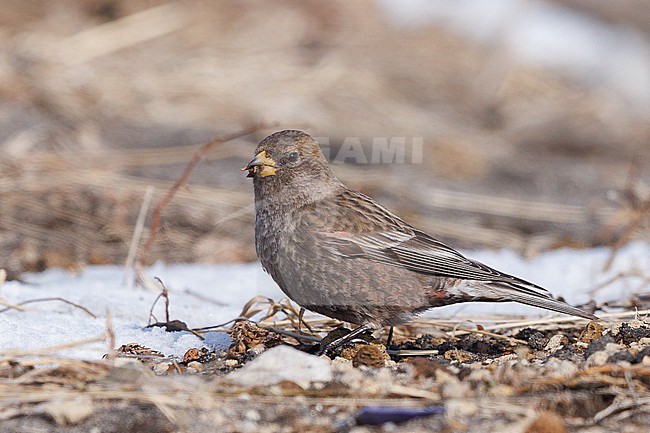 Female Asian Rosy Finch in Japan, Leucosticte arctoa brunneonucha stock-image by Agami/Stuart Price,