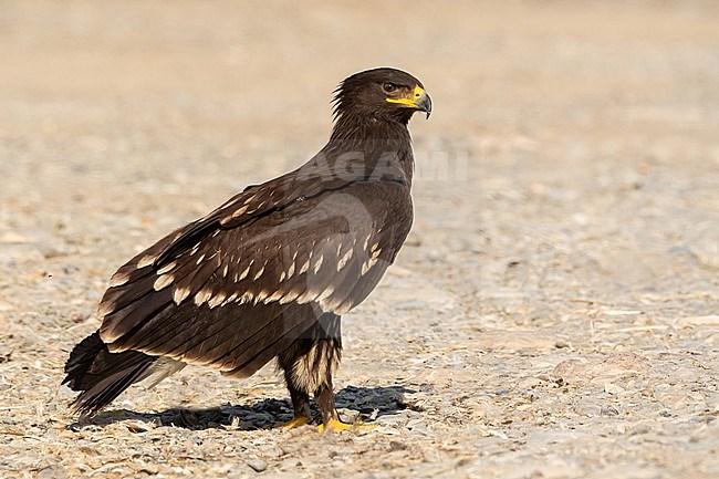 Immature Greater Spotted Eagle (Clanga clanga) near Qurayyat, northern Oman stock-image by Agami/Eduard Sangster,