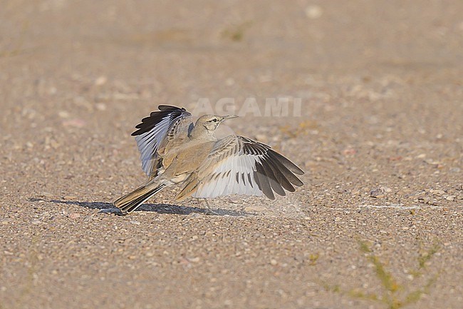 Greater Hoopoe-Lark, Alaemon alaudipes, showing its wings. stock-image by Agami/Sylvain Reyt,