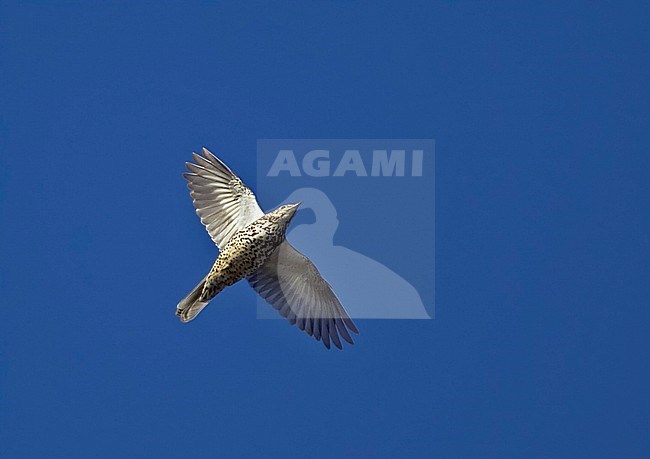 Grote Lijster in vlucht, Mistle Thrush in flight stock-image by Agami/Tomi Muukkonen,