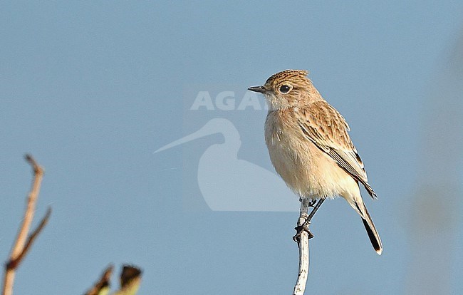  stock-image by Agami/Eduard Sangster,