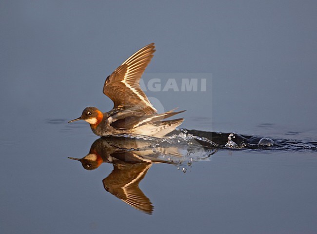 Grauwe Franjepoot alarmerend; Red-necked Franjepoot alarming stock-image by Agami/Markus Varesvuo,