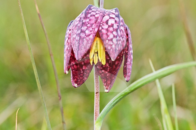 Kievitsbloem, Snakes Head Fritillary, Fritillaria meleagris stock-image by Agami/Marc Guyt,