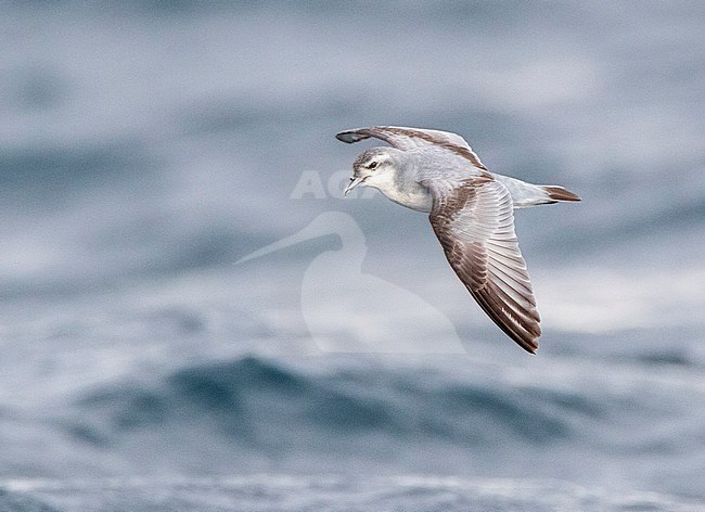 Fairy Prion (Pachyptila turtur) flying over the ocean off the coast of Kaikoura in New Zealand. Seen from the side, showing upper wing pattern. stock-image by Agami/Marc Guyt,