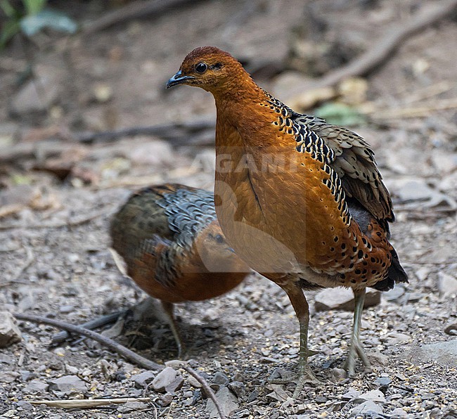 Ferruginous Partridge, Caloperdix oculeus, in Thailand. stock-image by Agami/Pete Morris,