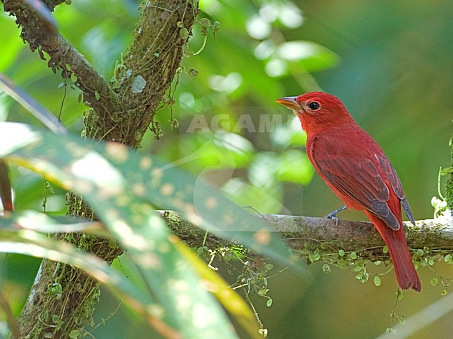 Mannetje Zomertangare; Male Summer Tanager stock-image by Agami/Alex Vargas,