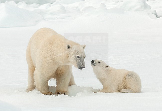 Polar bear (Ursus maritimus) mom and cub together stock-image by Agami/Roy de Haas,