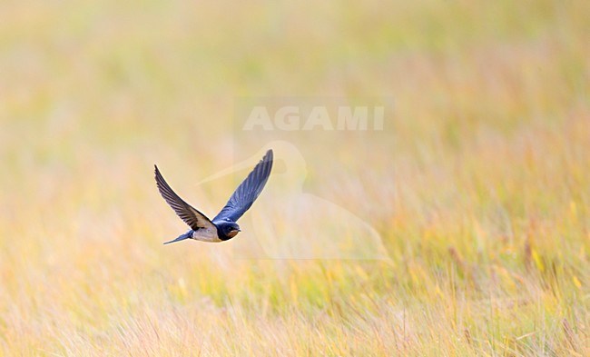 Fouragerende Boerenzwaluw vliegt laag over graanveld op jacht naar insecten; Foraging Barn Swallow flying low over field of wheat looking for insects stock-image by Agami/Ran Schols,