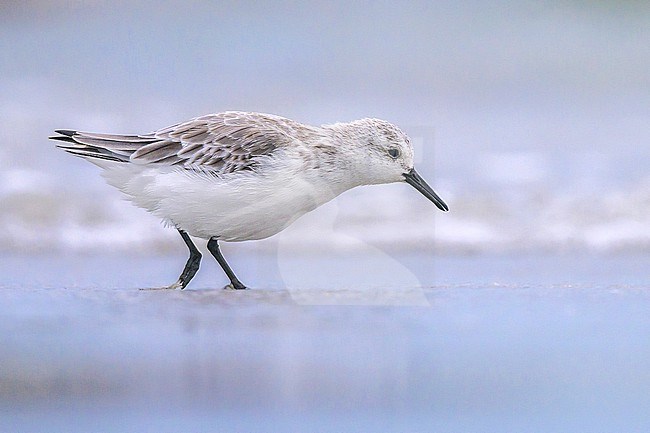 Sanderling (Calidris alba) walking on the beach, with the sand and the water as background. stock-image by Agami/Sylvain Reyt,