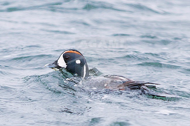 Harlequin Duck, Harlekijneend, Histrionicus histrionicus, Iceland, adult male stock-image by Agami/Ralph Martin,