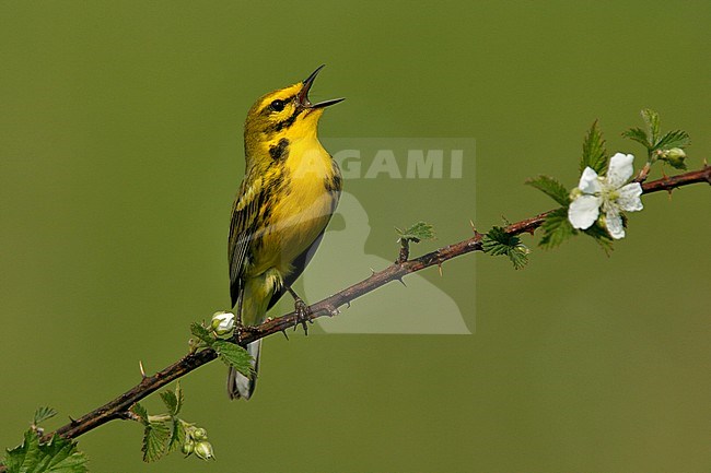 Zingend mannetje Prairie zanger, Singing male Prairie Warbler stock-image by Agami/Brian E Small,