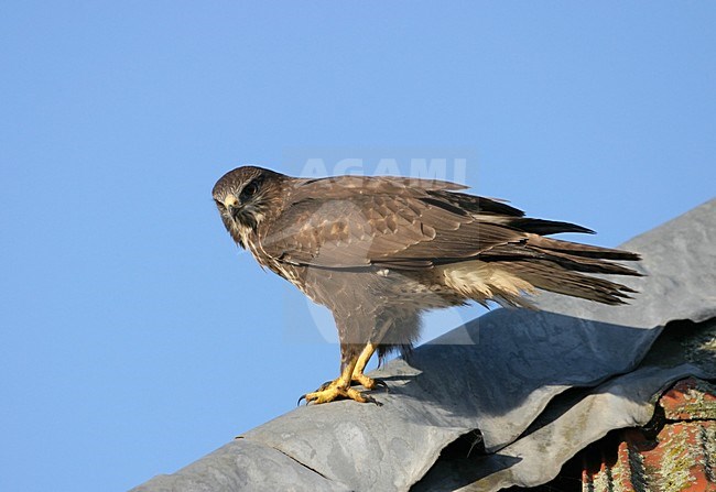 Buizerd zittend op een dak; Common Buzzard perched on roof stock-image by Agami/Reint Jakob Schut,