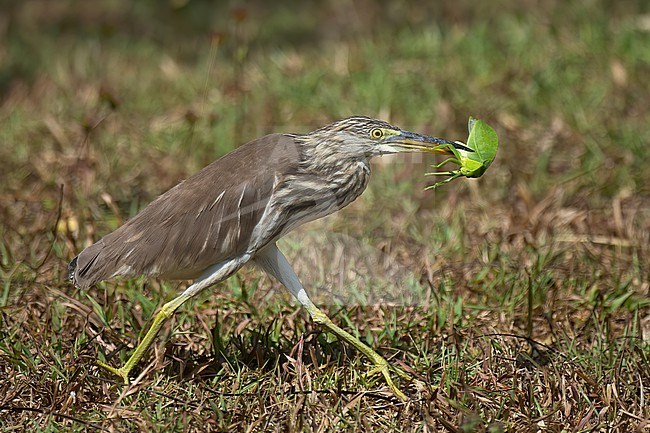 Chinese Pond-heron (Ardeola bacchus), adult in non-breeding plumage. Side view of bird with a leaf insect (
