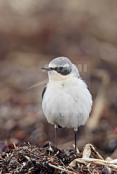 Mannetje Tapuit zittend op de grond; Male Northern Wheatear perched on the ground stock-image by Agami/Markus Varesvuo,