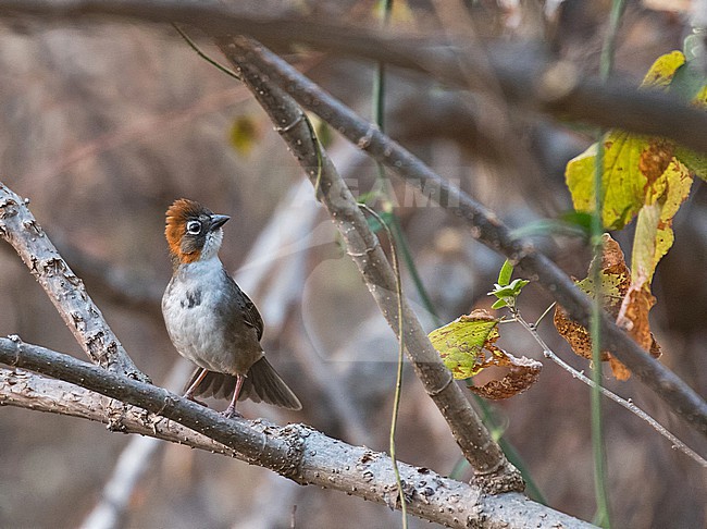 Rusty-crowned Ground Sparrow (Melozone kieneri) in Western Mexico. stock-image by Agami/Pete Morris,