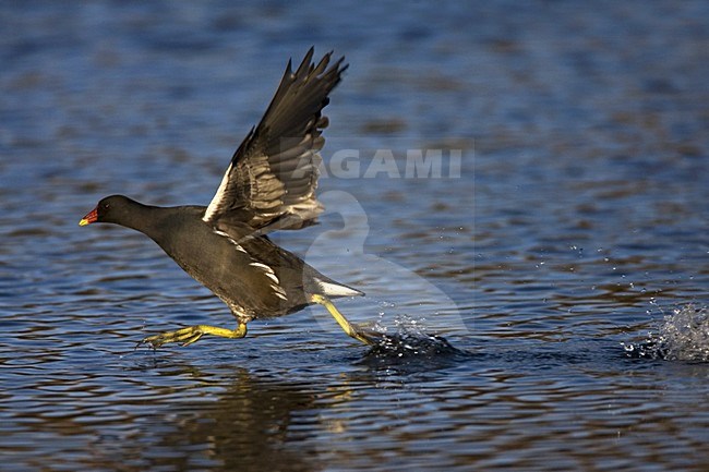 Common Moorhen sprinting over water, Waterhoen sprintend over water stock-image by Agami/Marc Guyt,