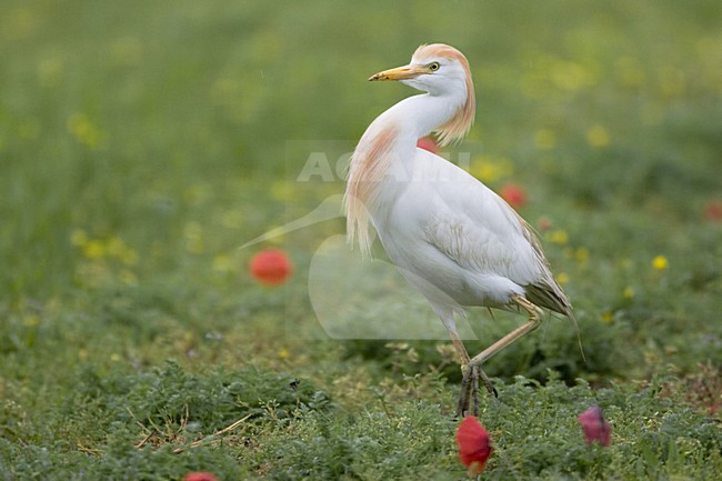 Cattle Egret adult summerplumage walking; Koereiger volwassen zomerkleed lopend stock-image by Agami/Daniele Occhiato,