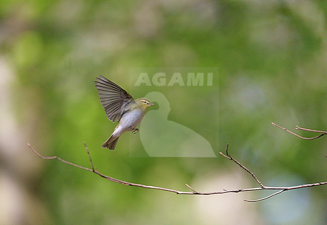 Adult male Wood Warbler (Phylloscopus sibilatrix) singing and displaying in flight in a deciduous forest in spring stock-image by Agami/Ran Schols,